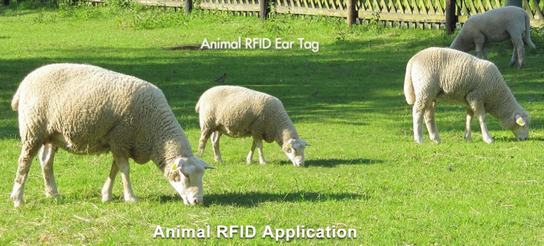 rfid -安文东für Tiere - RFID-Lösung für das Viehmanagement