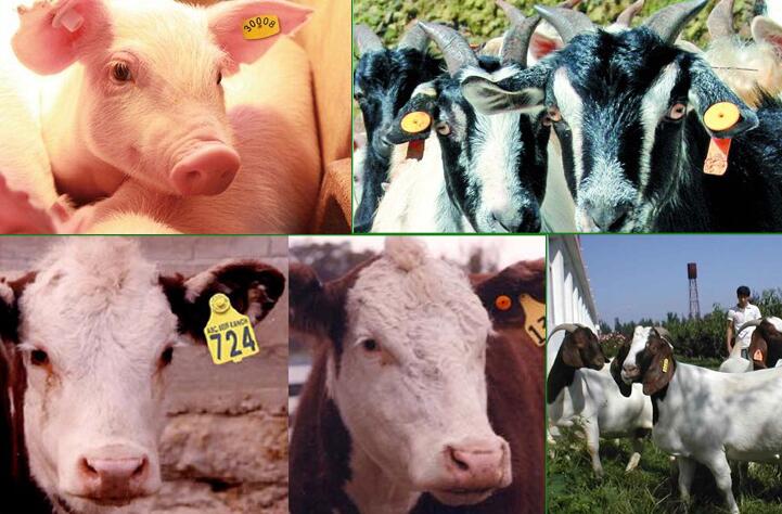 Application of RFID animal tags in Animal Husbandry