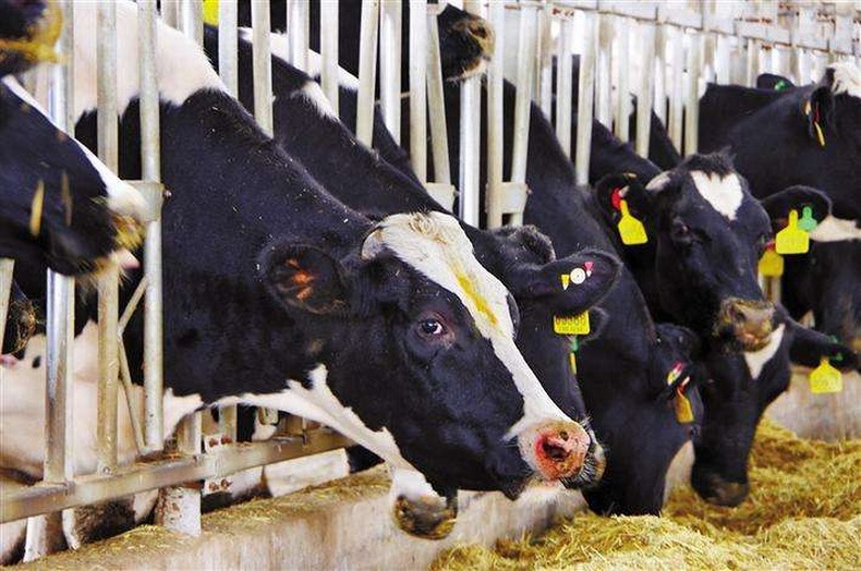 One of the applications of RFID in the breeding industry: monitoring the growth cycle of cattle breeding