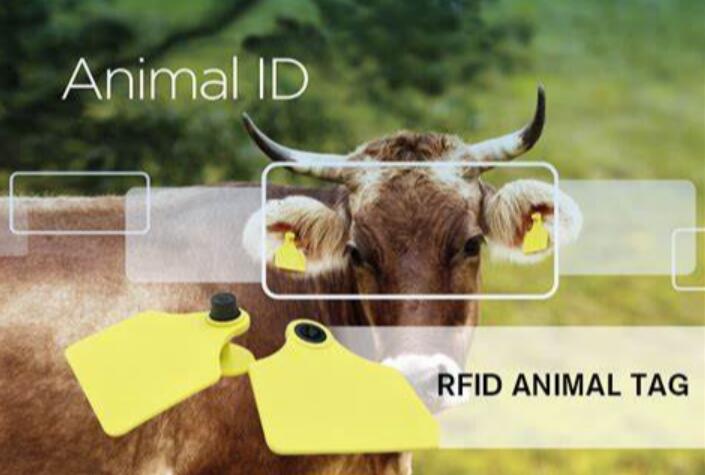 Tracking animals with RFID animal tag