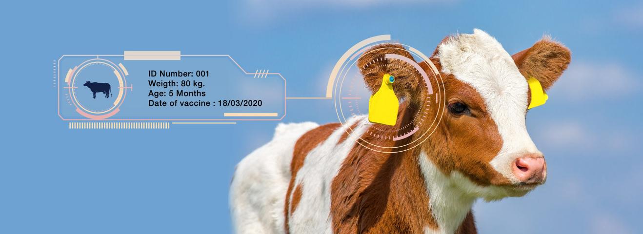 How RFID animal tag in Livestock Management Works