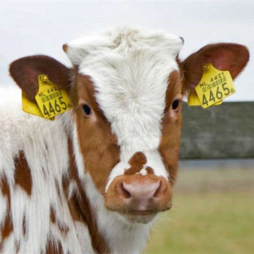 What is RFID Animal Tag and How to use?